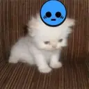 ملصق