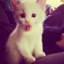 ملصق