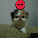 ملصق