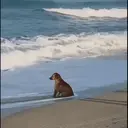ملصق
