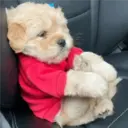 ملصق
