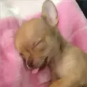 ملصق