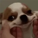 ملصق