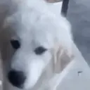 ملصق