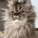 ملصق