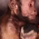 ملصق