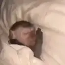 ملصق