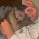 ملصق