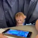 ملصق