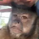ملصق