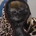 ملصق