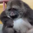 ملصق