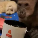 ملصق