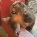 ملصق