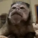 ملصق