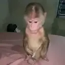 ملصق