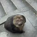 ملصق