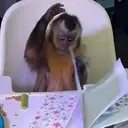 ملصق