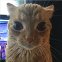 ملصق