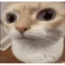 ملصق