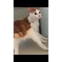 ملصق