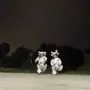 ملصق