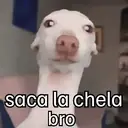 Çıkartma