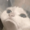 ملصق