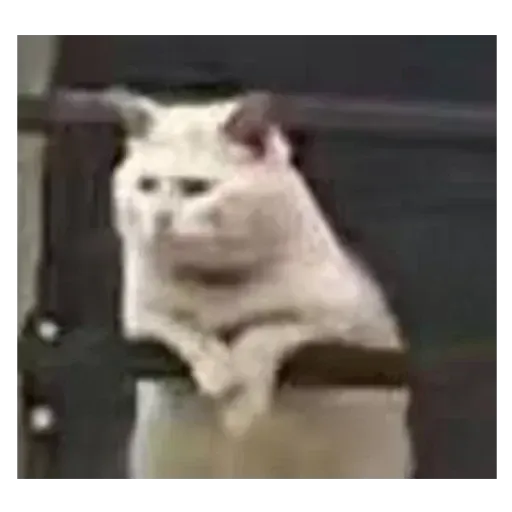 ملصق