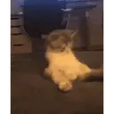 Çıkartma