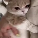 ملصق