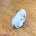 ملصق