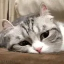 ملصق