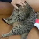 ملصق