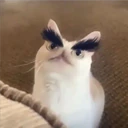 ملصق