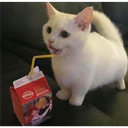 ملصق