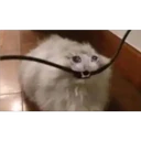 ملصق