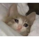 ملصق