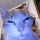 ملصق