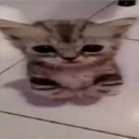 ملصق