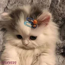 ملصق
