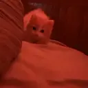 ملصق