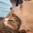 ملصق