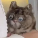 ملصق