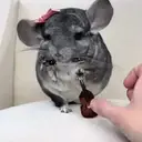 ملصق