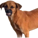Çıkartma