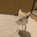 ملصق