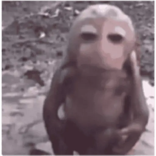 ملصق
