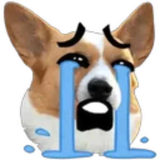 ✔1🙀Gestitos Graciosos🐶🇵🇪